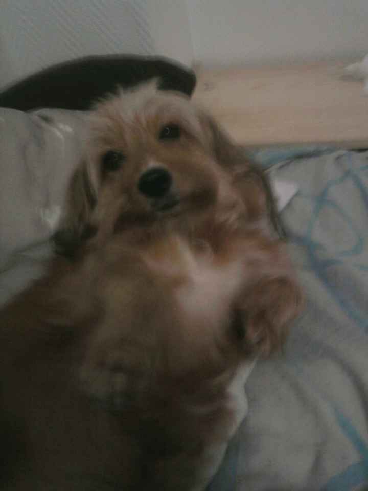 Pour ou contre emmener son chien le jour j - 1