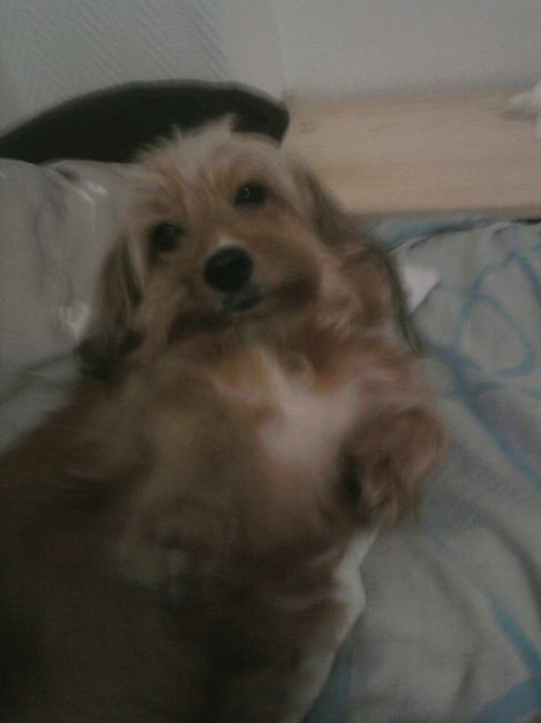 Pour ou contre emmener son chien le jour j - 1