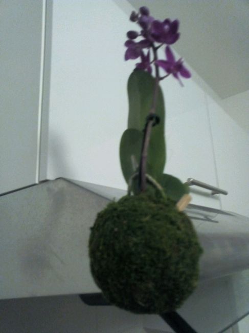 Trouvaille florale du jour - 2