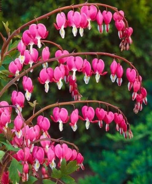 Connaissez vous ces fleurs... - 1