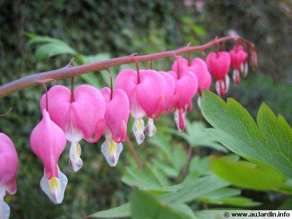 Connaissez vous ces fleurs... - 3