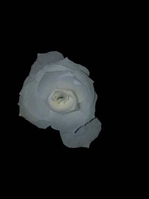 Roses en filtre à café - 4