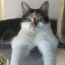 Nadege