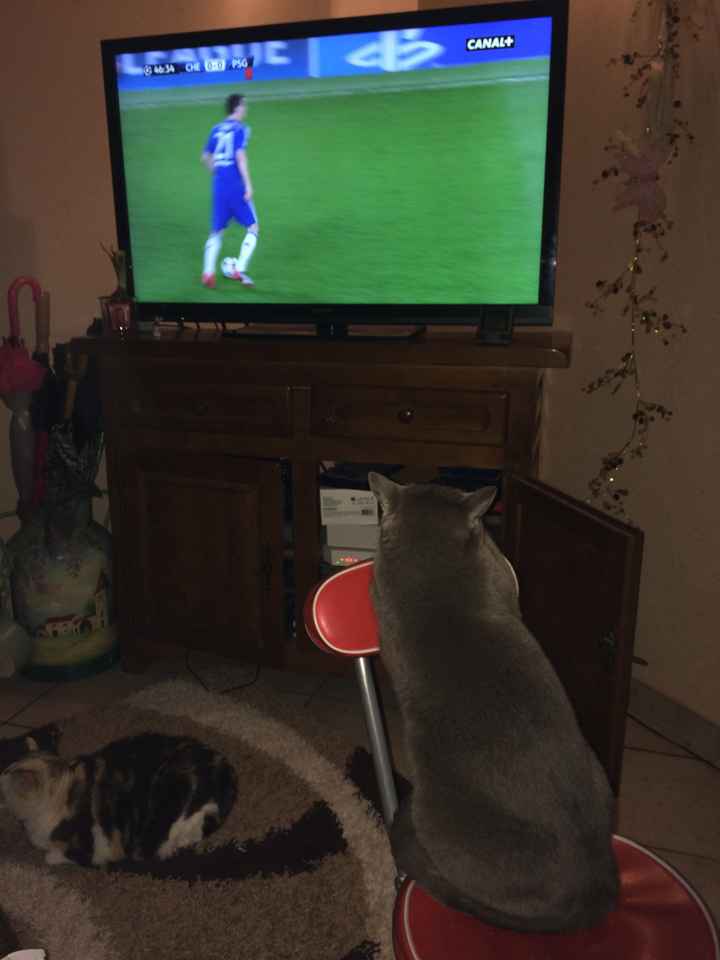 Mon chat qui regarde le foot