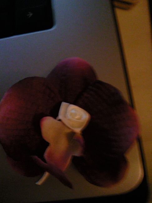 boutonnière