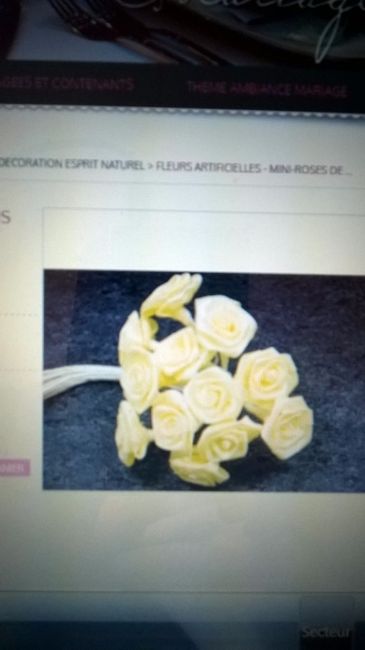 les roses de couleurs ivoires
