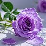Anastasia