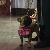 Les animaux à un mariage - vos avis/expériences? - 1