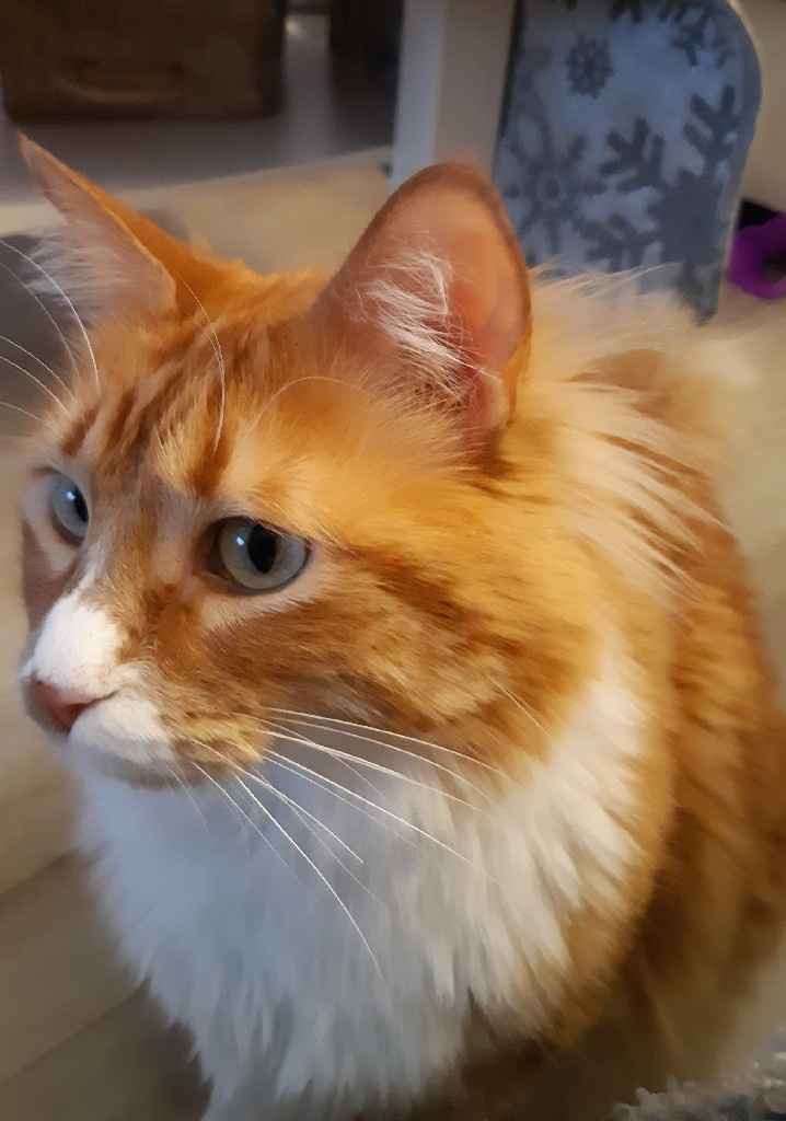 Montrez-moi vos boules de poils ! 😻 - 1