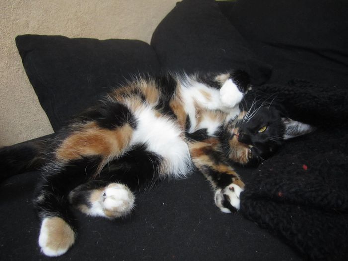 notre chatte Stardust 