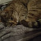 Guenet