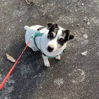 Séduite par : quel animal ! - 1