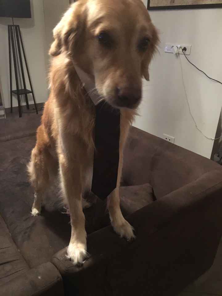 Même le chien est prêt - 1