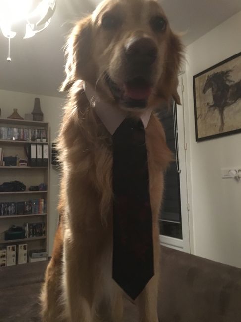 Même le chien est prêt - 2