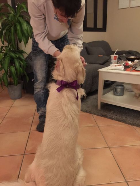 Notre chien nous apporte les alliances - 1