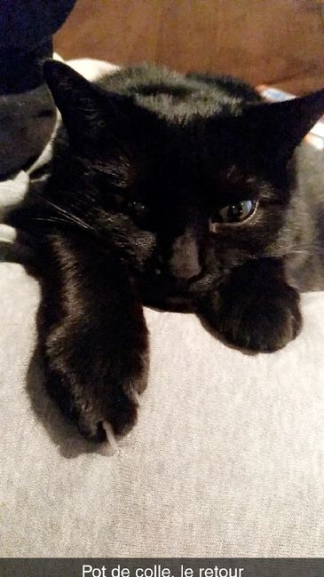  Mon petit bébé chat 😋 - 1