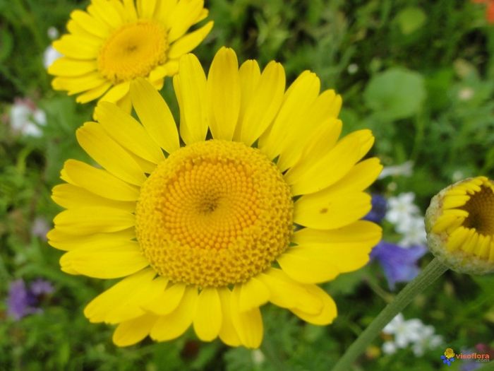 Fleurs des champs..couleur ou non? - 4