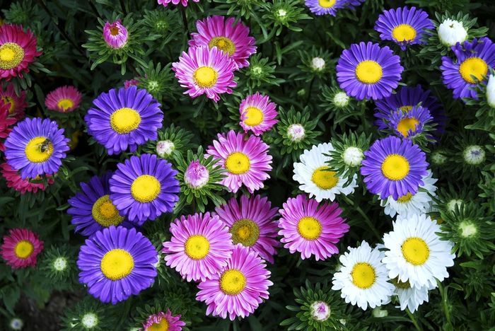 Fleurs des champs..couleur ou non? - 5