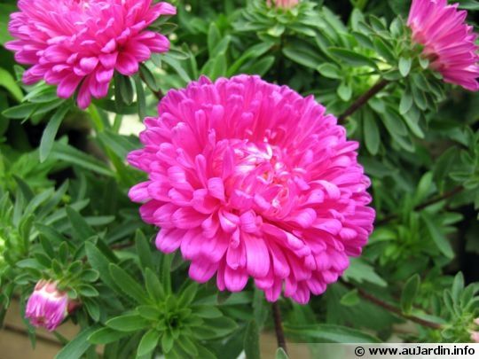 Fleurs des champs..couleur ou non? - 6