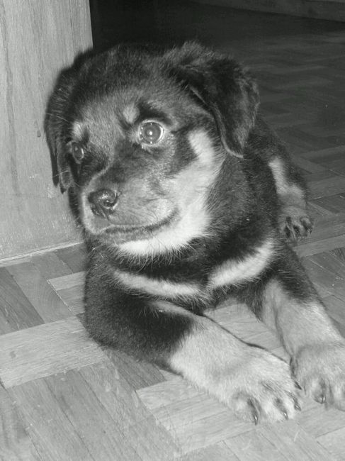 Nos animaux ! - 4
