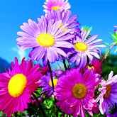 Fleurs des champs..couleur ou non? - 3