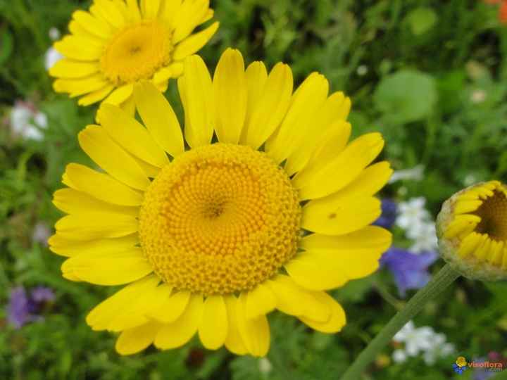 Fleurs des champs..couleur ou non? - 4