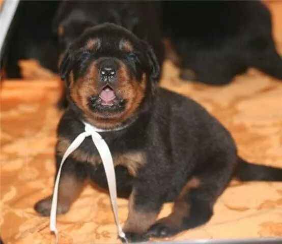 Nos animaux ! - 1