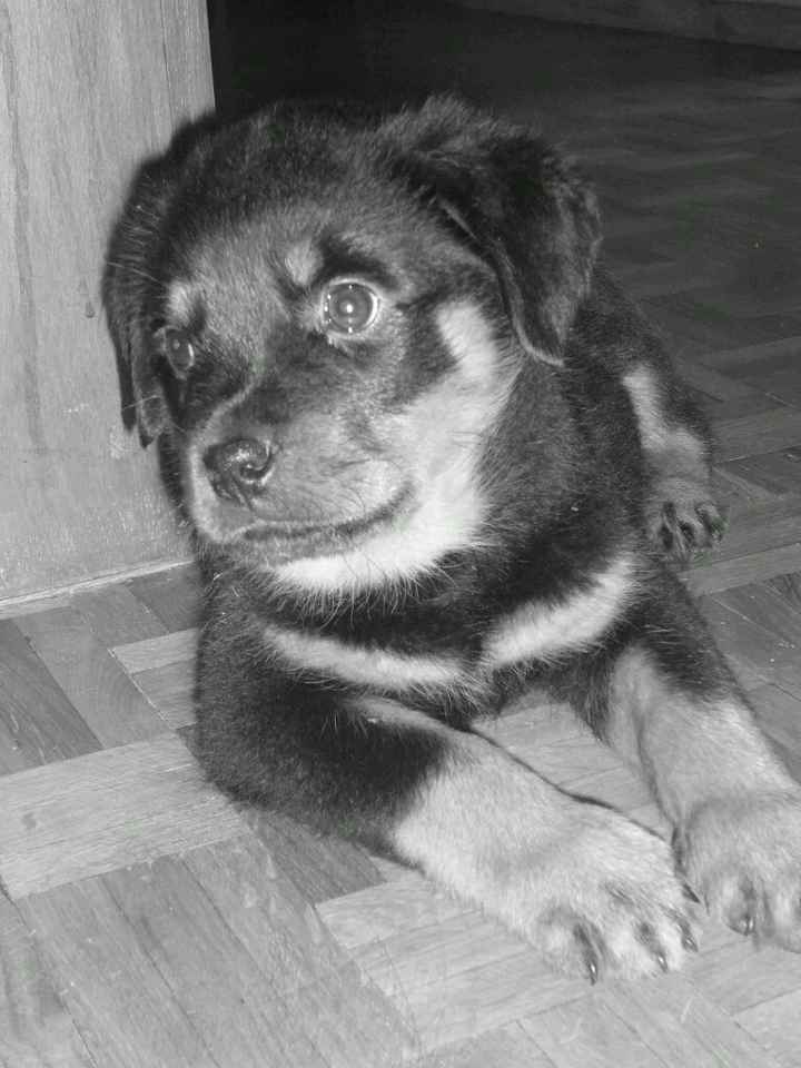 Nos animaux ! - 4