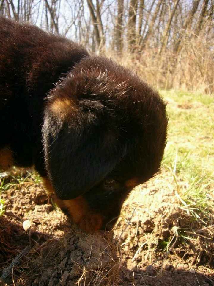 Nos animaux ! - 5