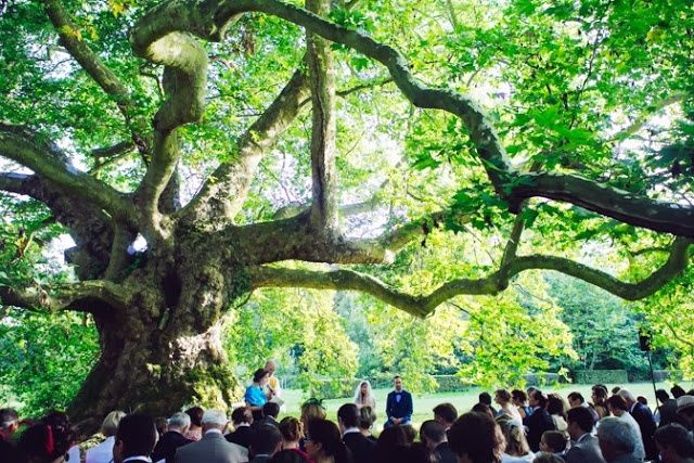 Mariage dans les arbres :) - 6