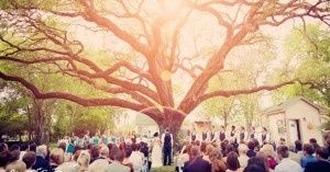 Mariage dans les arbres :) - 10