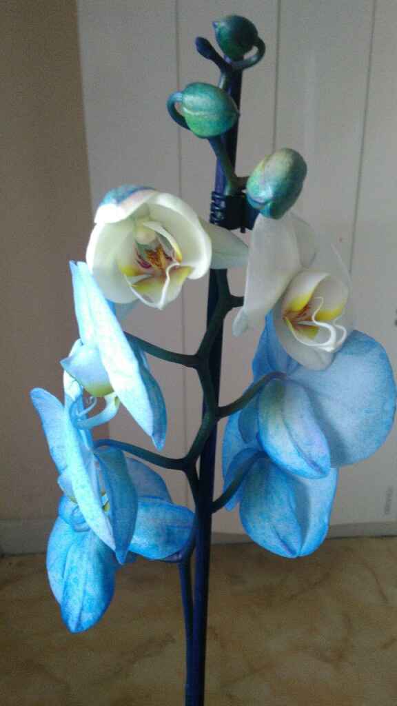  Orchidee🌺🌿 - 1