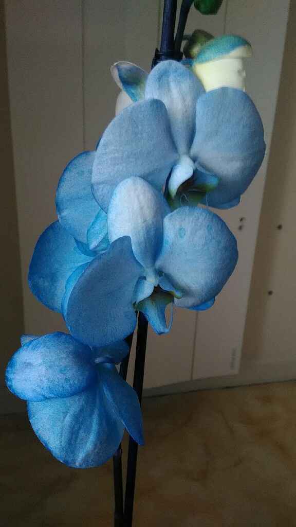  Orchidee🌺🌿 - 2