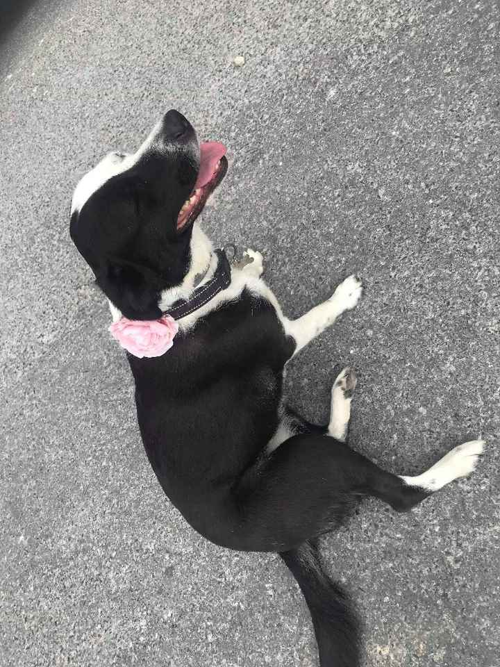 Votre animal fera-t-il parti de la fête ? Voilà ma petite fierté - 1