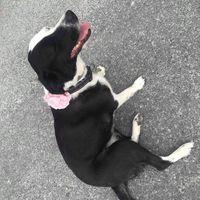 Votre animal fera-t-il parti de la fête ? Voilà ma petite fierté - 1