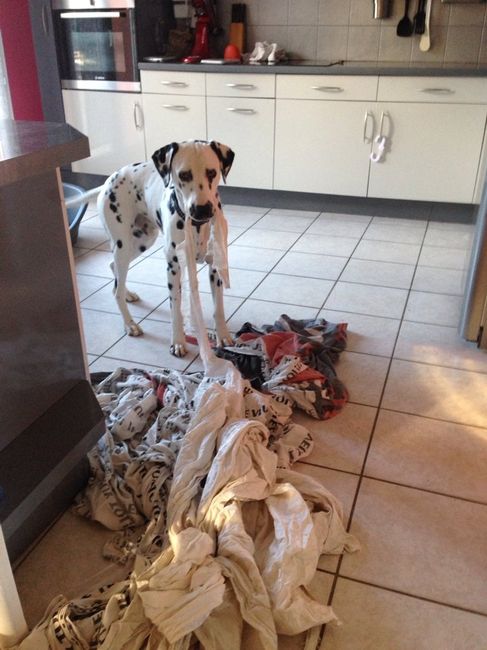 Prendre son chien le jour de son mariage - 2