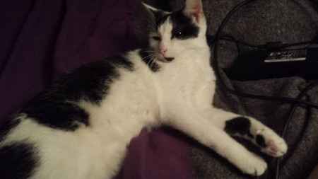 Nos animaux ! - 3