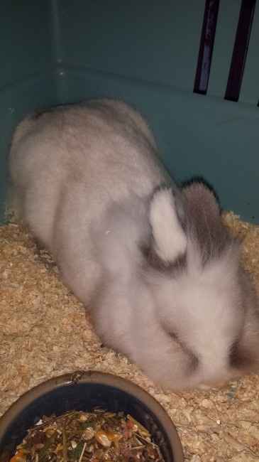 Nos animaux ! - 4
