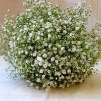 Gypsophile