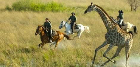 safari à cheval
