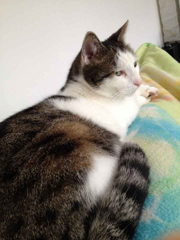 Nos animaux ! - 3