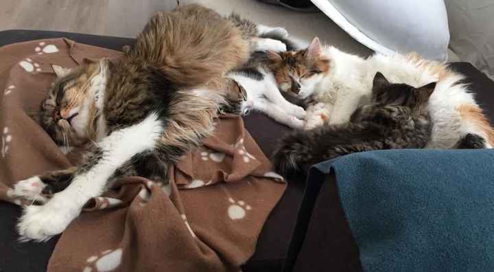 Nos 4 chats