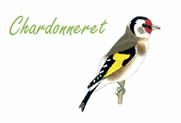 Chardonneret