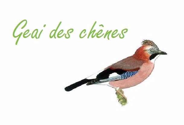 Geai des chènes