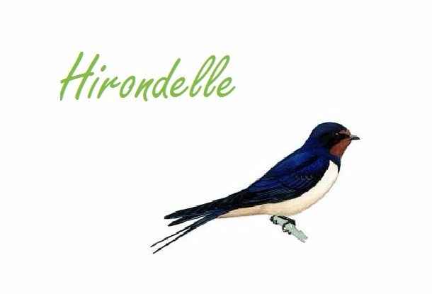 Hirondelle