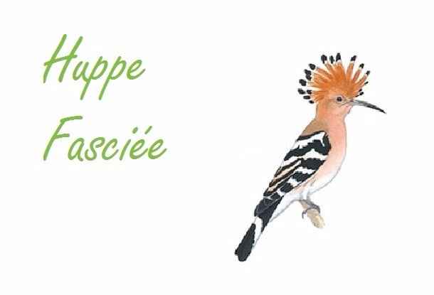 Huppe Fasciée