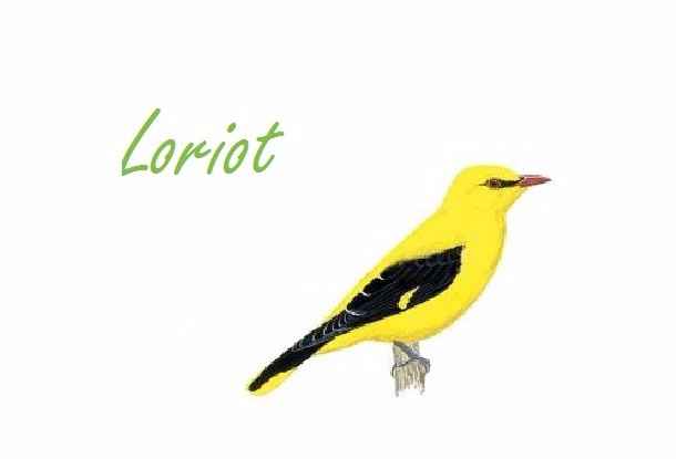 Loriot