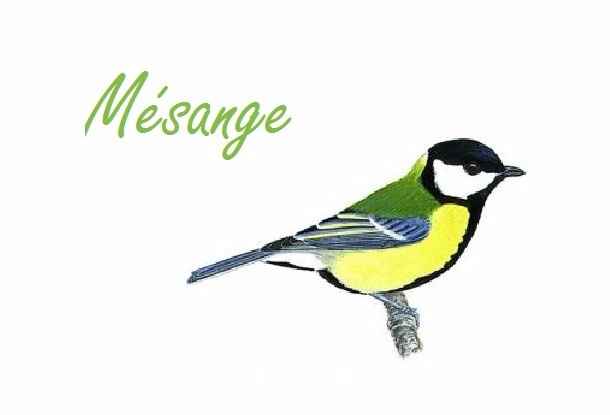 Mésange