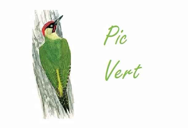 Pic Vert