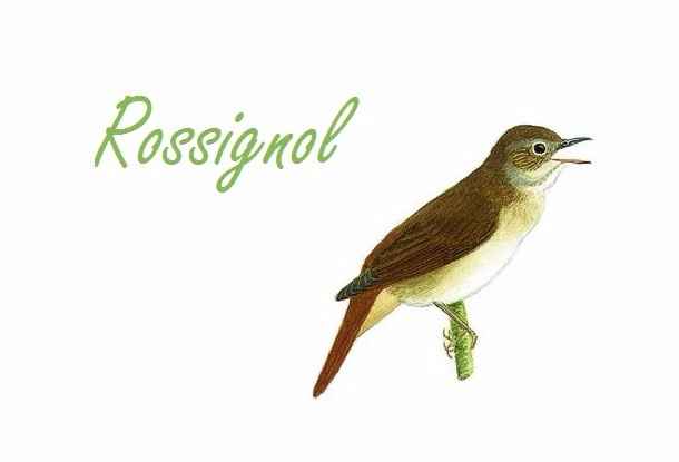 Rossignol